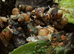 giant snails, white jade