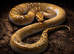1.0 Caramel Pied Burmese Python
