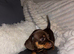 Gorgeous chocolate and tan Chiweenie boy