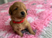 F1Bb miniature labradoodles