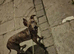 Staffy cross