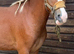 Maesllech Apollo , 11.1hh Section A