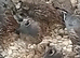 Californian Quail