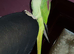 Very tame and taking alexandrine
