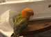 Hand reared lovebird