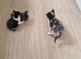 5 mixed kittens for sale £50