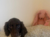 Beautiful Merle Dachshund Puppies Available! ️