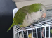 I have lovely parrot for sell