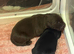 KC Flat coated Retriever Liver and black puppies
