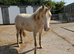 Unique Champagne 3yr old Gelding