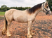 Stunning Dun Shire X Cob Colt