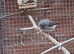 Baby zebra finches