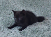 Black female kitten for sale