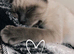 Ragdoll x Siamese female