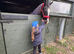 Handsome 16.2 dark bay TB gelding
