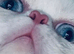 Gorgeous blue eyes pure white Persian minuet munchkin boy