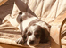 Sprocker puppies
