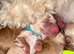 Exceptional F2 Miniature Cockapoo Puppies