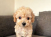 Miniature F1b Cockapoo Puppies - Apricot & White