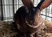 Mini Rex buck