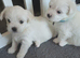 Morkies