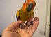 Selling baby handreared sun conures