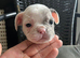 6 frenchie puppies