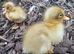 Beautiful indian runner ducklings