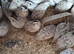 Snow flakes bob whites quail