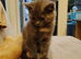 Kittens ready for their new home