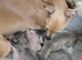 Only one available, kc reg Italian Greyhounds