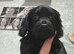 Cocker pup