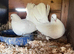 Fan tailed Dove’s for sale