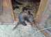 Ferret micro kits...............this years....born May