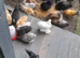 Bantam chickens