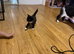 Female kitten black and white ready now Craigavon NI