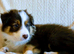 Border Collie Puppies ready now. Red Tri and Black Tri.
