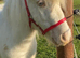 Perfect Childs/Show/Therapy Mini Shetland