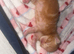 7 stunning kittens