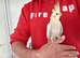 Super silly hand tamed baby cockatiels