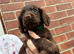 Cocker spaniel puppies
