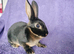 Baby mini rex for sale