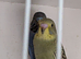 Young  budgie