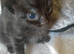 Fluffy dark grey tortoise shell female kitten