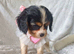 Beautiful cavalier king charles puppies