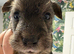 Wowauzer puppies for sale