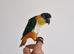 Super Tame Black Headed Caique