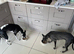 REDEVELYN WHIPPET'S, KC REG NR GLOUCESTER.