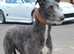 Deerhound x greyhound
