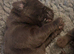 KC Chocolate Labradors